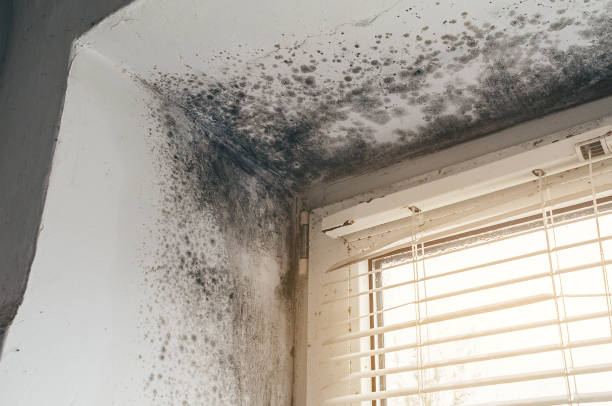 Trusted Crawl Space Mold Removal service in Horntown, VA - Cheap Mold Removal