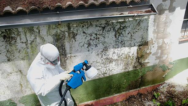 Trusted Basement Mold Remediation service in Horntown, VA - Cheap Mold Removal